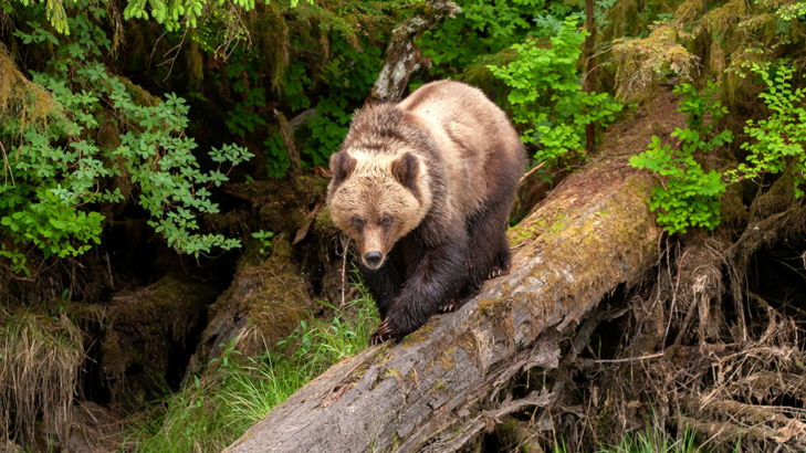 Kanada British Columbia Grizzly Bär Regenwald iStock Scott Canning